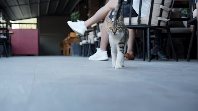 Street cat waiting for bite in local Cyprus cafe, static view