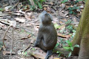 Monkey in the forest