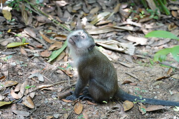 Monkey in the forest