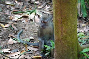 Monkey sitting on a tree