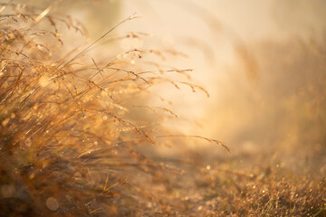 View beautiful grass at sunrise in the morning, nature background