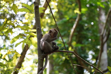 Monkey sitting on a tree