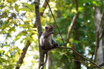 Monkey sitting on a tree