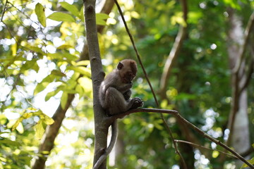 Monkey sitting on a tree