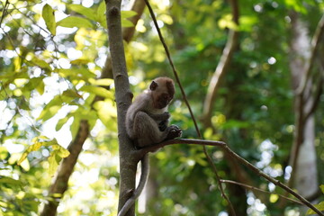 Monkey sitting on a tree