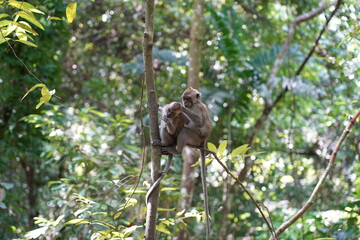 mother and baby sitting on a tree