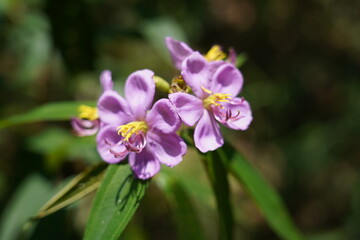 Fototapeta na wymiar Malabar melastome|Melastoma malabathricum|Common Melastoma|野牡丹|purple flowers in the garden