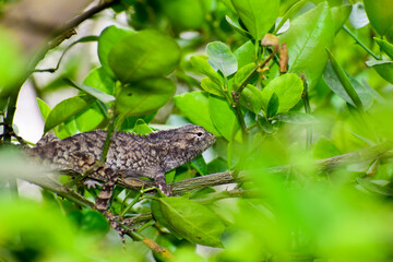 A beautiful lizard on the branch in forest.