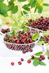 Freshly gathered juicy red cherries  in white metal containers closeup , berries outdoors, in garden in cherry tree and white wooden table background