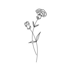 Carnation January Birth Month Flower Illustration - 499755945