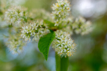 bird cherry