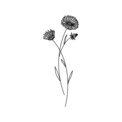 Aster September Birth Month Flower Illustration - 499756131