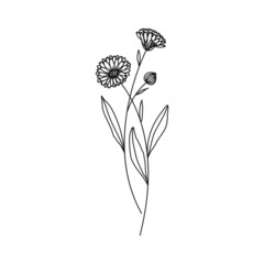 Pot Marigold October Birth Month Flower Illustration - 499756150