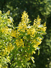Petteria ramentacea ou Cytisus ramentaceus - Cytise de Dalmatie ou grand genêt des Balkans à floraison jaune en grappes dressées dans un feuillage trifolié vert foncé à longs pétioles