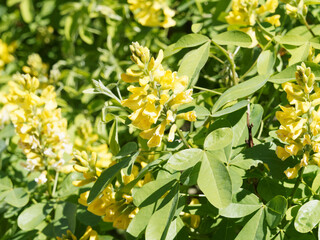 Grand genêt des Balkans (Petteria ramentacea). Floraison ornementale printanière en grappes dressées jaunes. Feuilles trifoliées, ovales, vert foncé sur de longs pétioles