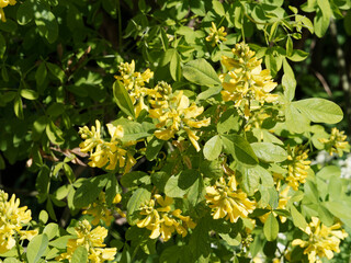 Petteria ramentacea ou Cytisus ramentaceus - Cytise de Dalmatie ou grand genêt des Balkans à floraison jaune en grappes dressées dans un feuillage trifolié vert foncé à longs pétioles