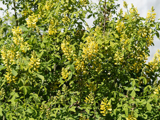 Fototapeta na wymiar (Petteria ramentacea) Grand genêt des Balkans ou Cytise de Dalmatie cultivé comme arbuste ornemental pour ses grappes de fleurs papillons jaunes et parfumées au printemps