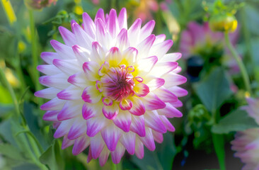 Fototapeta premium Radiant Dahlia in Full Bloom