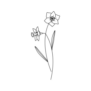 Narcissus December Birth Month Flower Illustration