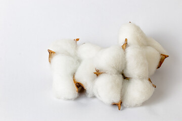 Three cotton flowers on the white on the side view.