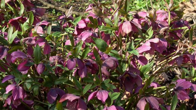 Purple hellebore flower in the garden Helleborus orientalis