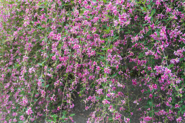 Obraz premium 壁一面に咲く山萩（Lespedeza bicolor）／【山萩の里】日本埼玉県秩父郡東秩父村