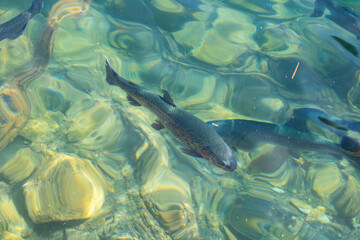 Wild trout fish swimming in a fresh clear mountain river. Close up shot, underwater, day time, no people
