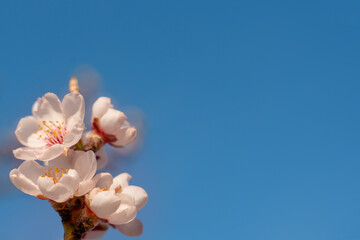 Flowers of the almond tree against blue sky on sunny day. Beautiful nature scene with blooming tree and blue sky. Spring flowers. Beautiful Orchard. Springtime Space for text.