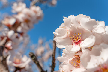 Flowers of the almond tree against blue sky on sunny day. Beautiful nature scene with blooming tree and blue sky. Spring flowers. Beautiful Orchard. Springtime