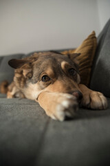 odpoczywający pies © siwyk