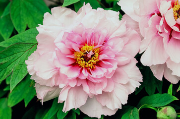 Peony blossom, Paeonia Suffruticosa "Mme de Vatry", Mainau flower island, Germany