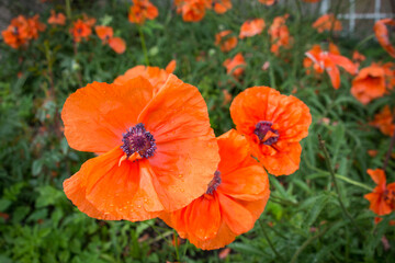 Fototapeta premium red poppy in the field