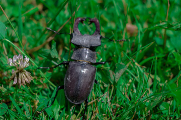 stag beetle in its natural environment
