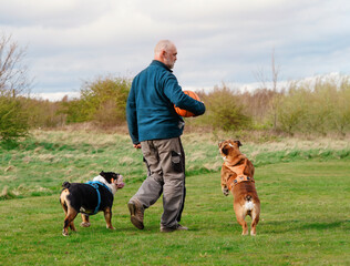 A happy pensioner with English bulldogs on a walk is going to play ball with them. Dog training. Free time in retirement.