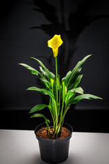 Calla flower Zantedesc is yellow and green leaves in a pot. On a black background