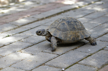A turtle walking on the pavement.