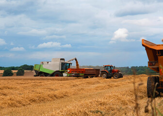 Wheat harvesting in the summer season by a modern combine harvester with a dramatic sky in the...