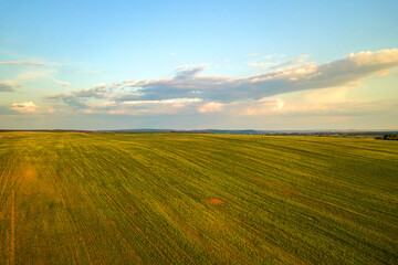 Obraz premium Aerial view of bright green agricultural farm field with growing rapeseed plants at sunset.