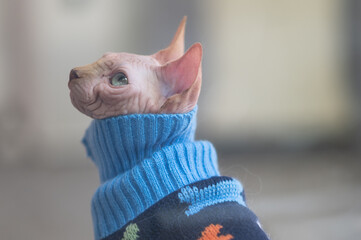 Sphynx cat, Funny Canadian Sphynx Cat sitting, Sphinx hairless cat use a shirt .
