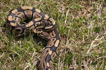 草むらのボールパイソン