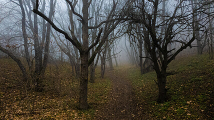 The autumn forest is shrouded in fog
