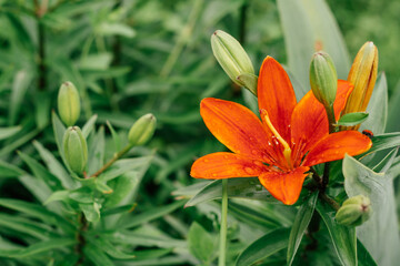 Partially blurred creative background image of bright orange Asiatic lily with greenery and water drops, copy space