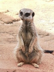 Meercat
