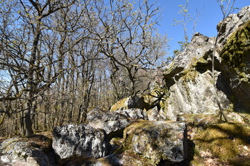 Lohwald im Lützelsoon