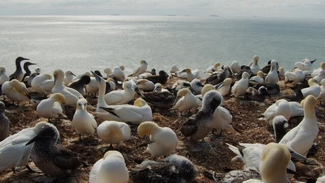 Endless count of gannet birds sitting on ocean coastline, static view