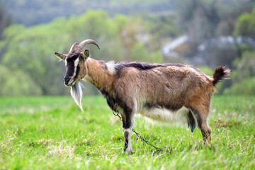 Naklejka na ściany i meble Domestic milk goat with long beard and horns grazing on green farm pasture on summer day. Feeding of cattle on farmland grassland