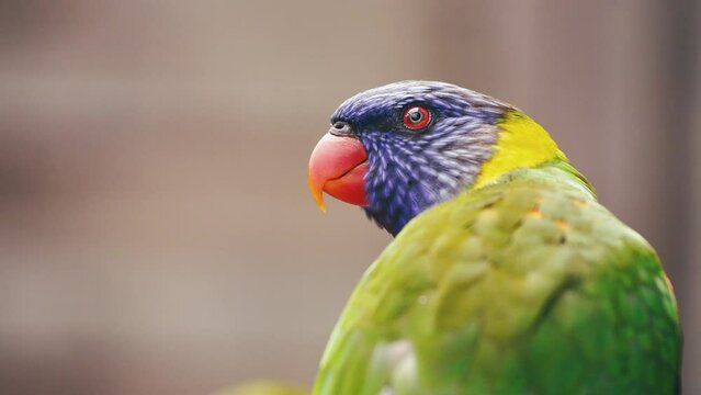Close-up of a Rainbow Lorikeet tropical bird with copy space.