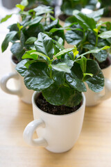 Coffee plant on a mug with more on the background on a wooden surface. Vertical coffee shop stills. 