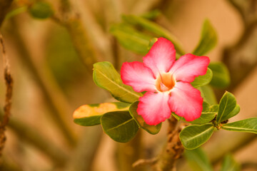 Pink Adenium