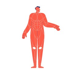 Muscular system of human body. Internal muscles scheme in abstract man model silhouette. Simple anatomical structure, front view of torso. Flat vector illustration isolated on white background